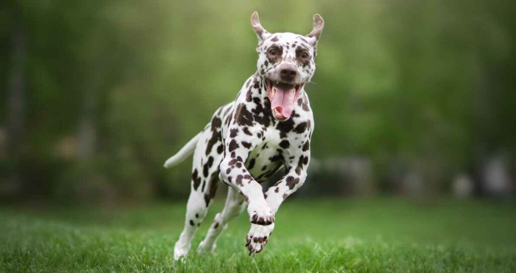 dalmatian dog running on a green field